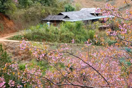 Shimmering To Day blossoms brighten the highlands of Mu Cang Chai