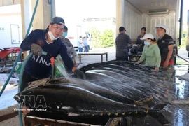 Vietnam’s fisheries move toward high-tech, green and sustainable development