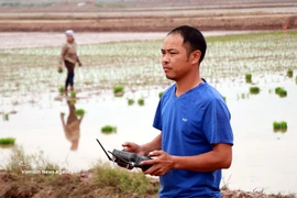 Young farmer brings technology to organic rice fields