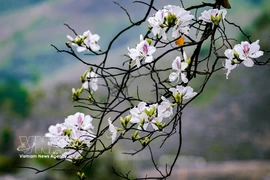 Bauhinia blossoms paint Dien Bien province in spring hues