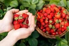 Moc Chau’s strawberry farms: A sweet blend of agriculture and tourism