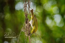 Wild birds return to Hoan Kiem Lake: A peaceful scene in the heart of Hanoi