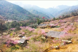 Mu Cang Chai’s hills glow with peach blossoms