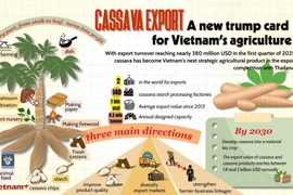 Cassava exports — Vietnam’s new “trump card” for agriculture