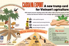 Cassava exports — Vietnam’s new “trump card” for agriculture