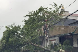 Typhoon Kajiki leaves 1 dead, 8 injured in central Vietnam