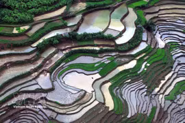 Son La's terraced rice fields shimmer in water-filling season