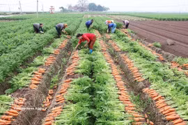Resolution 57 drives large-scale production of key crops