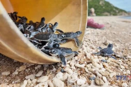 Over 1,300 baby turtles released at Nui Chua National Park