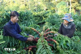 Coffee exports aim for a record 8–10 billion US dollars