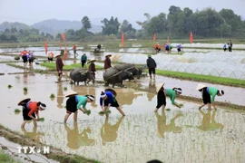 Khai Ha Festival honors Muong traditions