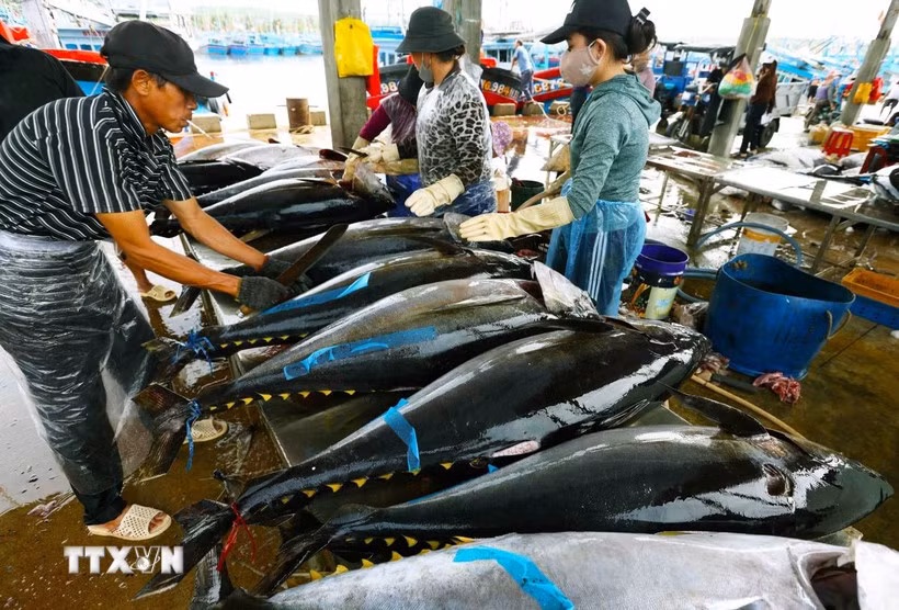 Workers process tuna. (Photo VNA)