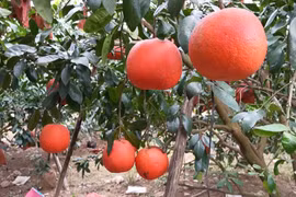 Red pomelo sees rising demand ahead of Lunar New Year