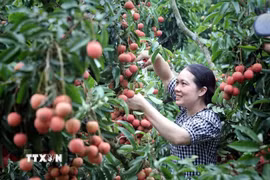 Bac Ninh strengthens efforts to promote lychee exports to North America