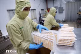Shrimps packaged for export to Japan (Photo: VNA)
