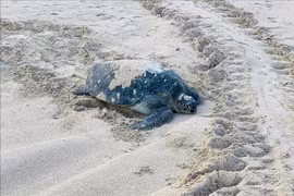 A green sea turtle returns to lay eggs on Cau Cang Beach. (Photo: VNA)