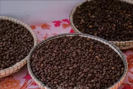 High-quality robusta coffee of the Central Highlands (Photo: VNA)