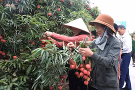 This year, the Thanh Ha lychee yield is around 38,000 tonnes. (Photo: VNA)