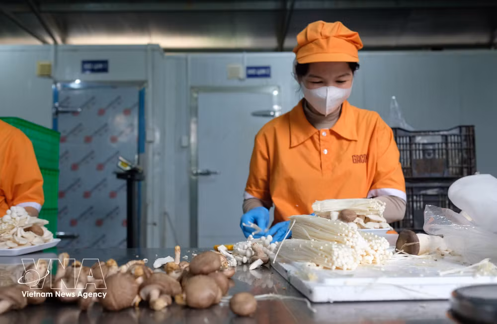 vnanet_potal-lam-dong-san-sang-lan-san-vao-thi-truong-nganh-hang-halal-8834765.jpg