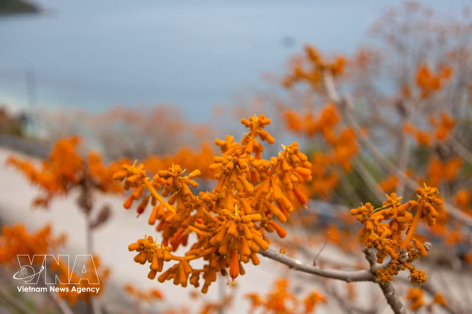 Firmiana colorata trees on Cu Lao Cham island burst into vibrant orange-red bloom. (Photo: VNA)