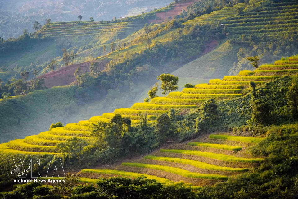 Terraced rice fields stretch in layers along the mountainside. (Photo: Xuan Tu/VNA)