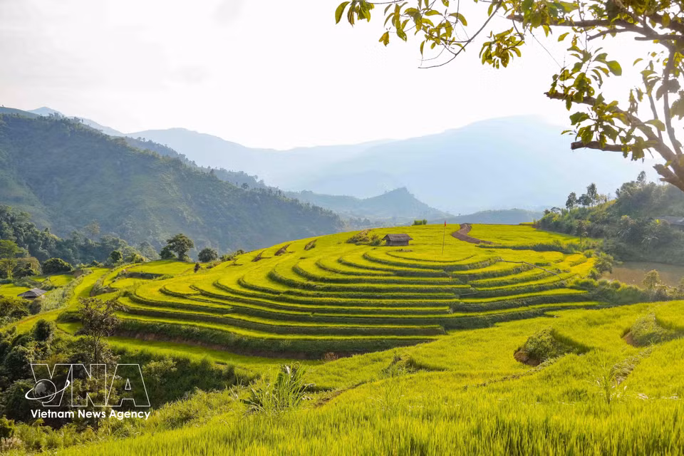 A circular area of terraces arranged in concentric layers stands out as a unique feature of the terraced fields in Phu Long B village, Pu Nhi commune. (Photo: Xuan Tu/VNA)