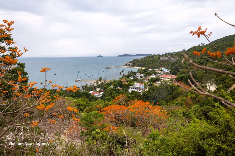 The vibrant orange-red blossoms of the Firmiana colorata trees add to the tranquil beauty of Lang beach by the bay. (Photo: VNA)