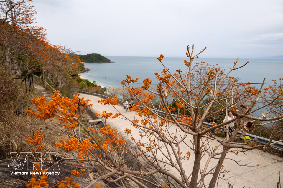 The vibrant orange-red blossoms of the Firmiana colorata trees contrast beautifully with the mountains and seascape of Cu Lao Cham island. (Photo: VNA)