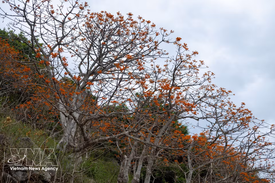 Firmiana colorata trees begin flowering in April, reach their peak bloom in July and August, and the flowering season usually ends around September. (Photo: VNA)