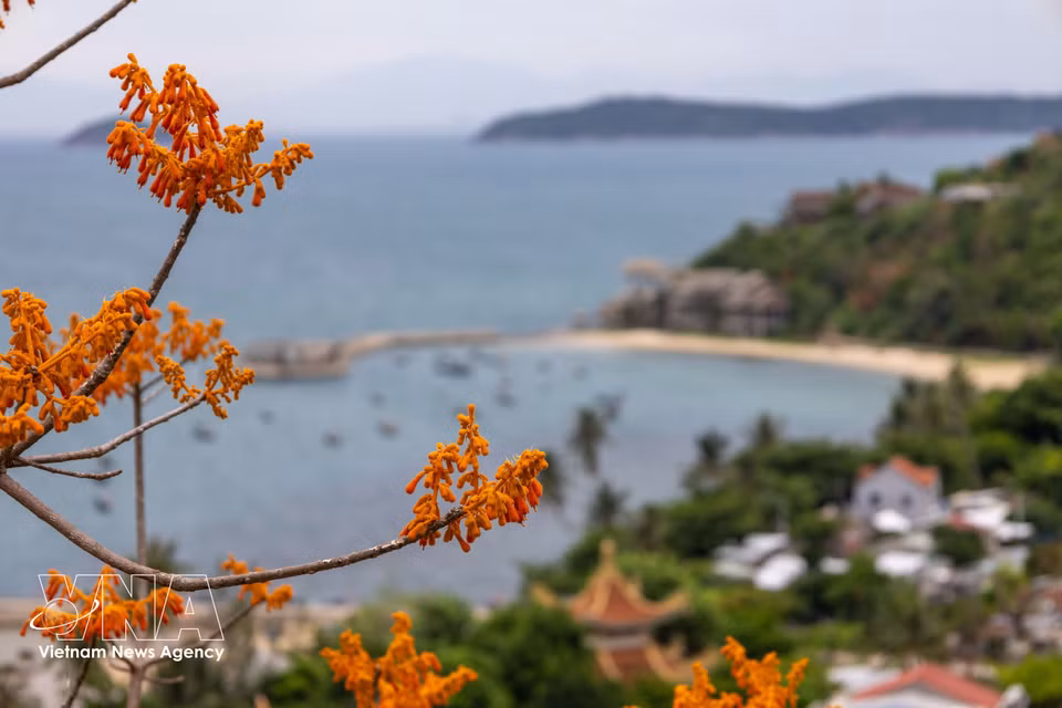 The vibrant orange-red blossoms of the Firmiana colorata trees glow under the summer sun. (Photo: VNA)