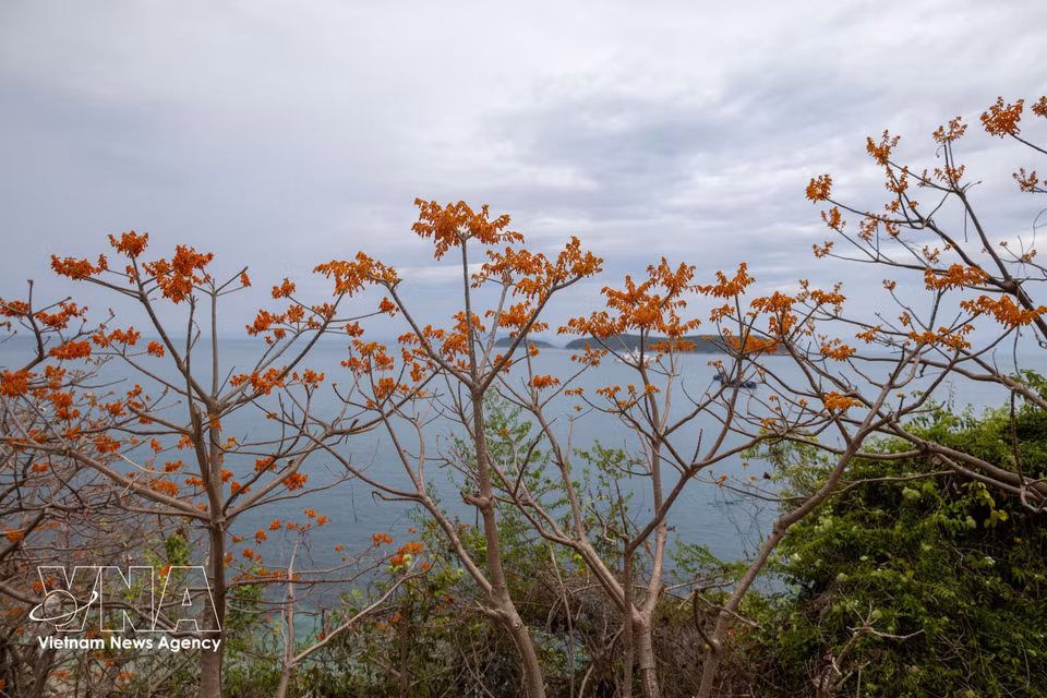 The vibrant orange-red canopies of Firmiana colorata trees stand out against the lush green mountains and the sea surrounding Cu Lao Cham Island. (Photo: VNA)