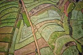 Breath-taking flower field in So Luon, Moc Chau 