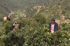 Efforts made to preserve ancient shan tuyet tea trees in Ha Giang