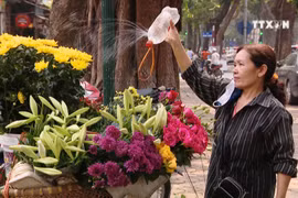 Hanoi streets adorned with lilies 