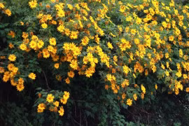 Dien Bien wild sunflowers in full swing