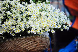 Capturing beautiful moments with Hanoi’s white daisies
