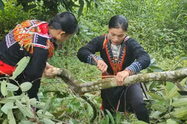 Lao Cai promotes production and consumption of OCOP products