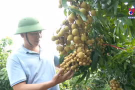 Vietnamese longan make inroads into fastidious markets