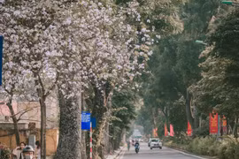 Ban flowers in full bloom in Hanoi