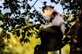 ‘Queen of primates’ through the lens