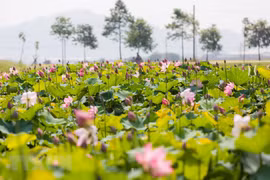 Lotus pond in Uncle Ho's hometown 