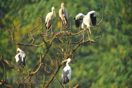 Thung Nham Bird Park in Ninh Binh province 