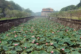 Lotus blossoms give off fragance in Hue