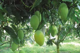 Vietnam officially begins mango exports to US