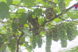 Young farmer makes fortune from grapes