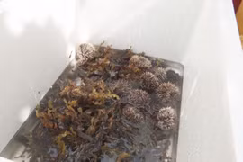 Ly Son Island cultivating sea urchins to improve livelihoods