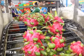 Dragon fruit cleaning line for export (Photo: VNA) 