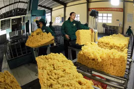Processing rubber for export at the Chu Pah Rubber One Member Co Ltd factory in Gia Lai province. (Photo: VNA) 
