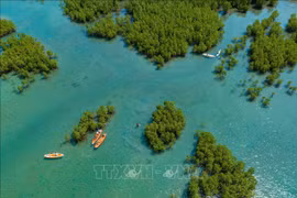 An aerial view of the Dam Bay mangrove forest in Nha Trang Bay in Khanh Hoa province. (Photo: VNA)