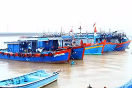 Starting November 2, the campaign has seen the deployment of four task forces as well as many naval vessels and inspection teams for a comprehensive examination of and crackdown on IUU fishing activities across the province. (Illustrative image - Source: VNA file photo)